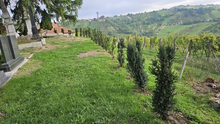 Lendavske gorice Sv.Trojica - sadnja tis